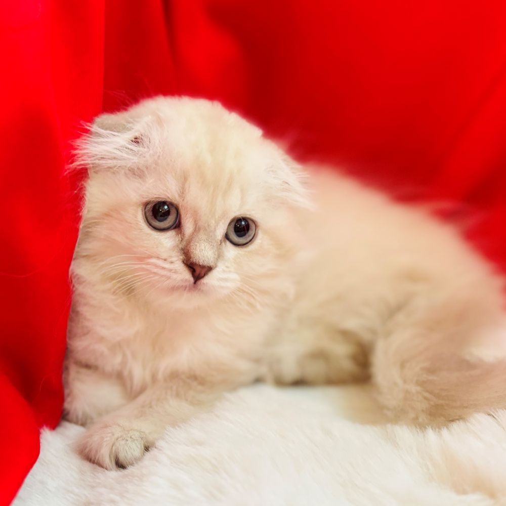 愛知県のスコティッシュフォールド (犬の家＆猫の里愛知刈谷店/2025年9月5日生まれ/女の子/ブルーリンクスポイント)の子猫の2枚目の画像