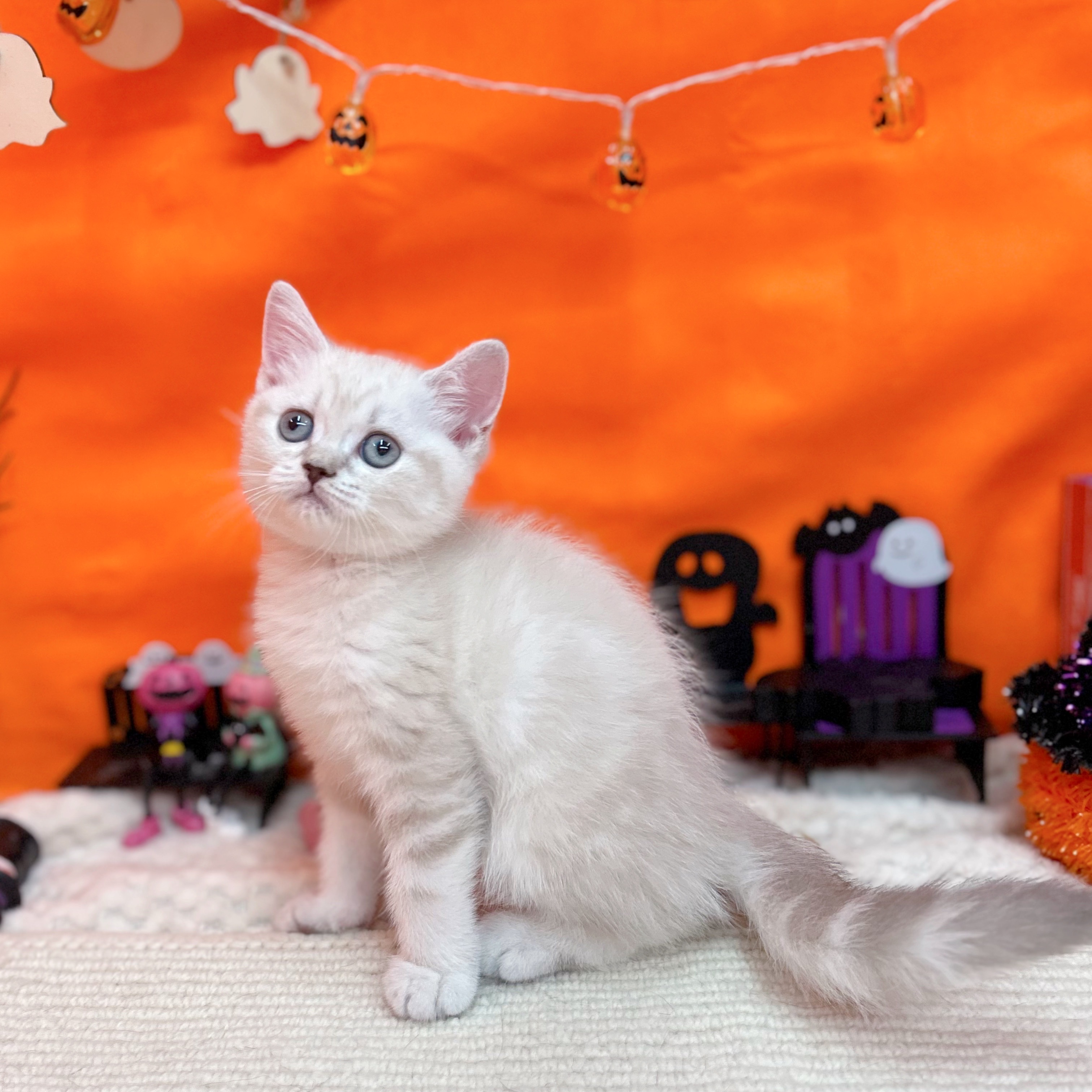 岐阜県のスコティッシュストレート (犬の家＆猫の里岐南店/2025年9月5日生まれ/女の子/ブルーリンクスポイント)の子猫