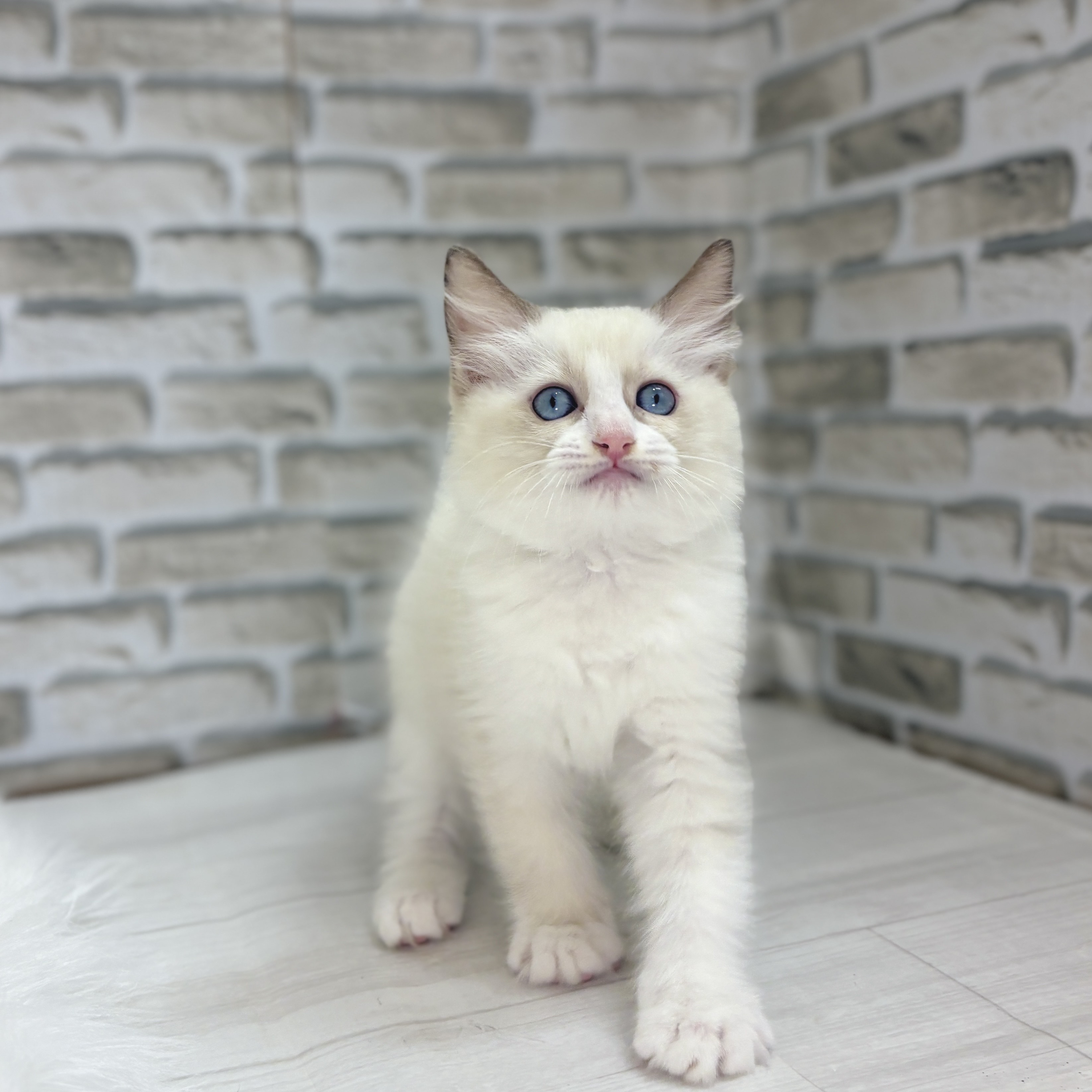 神奈川県のラグドール (犬の家＆猫の里モザイクモール港北店/2025年9月5日生まれ/女の子/シールポイントバイカラー)の子猫の2枚目の画像