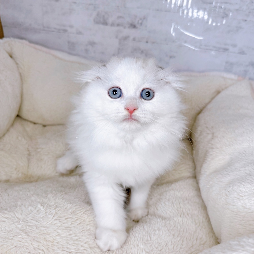 長野県のスコティッシュフォールド (犬の家＆猫の里塩尻店/2025年9月4日生まれ/男の子/シールリンクスポイント&ホワイト)の子猫の2枚目の画像