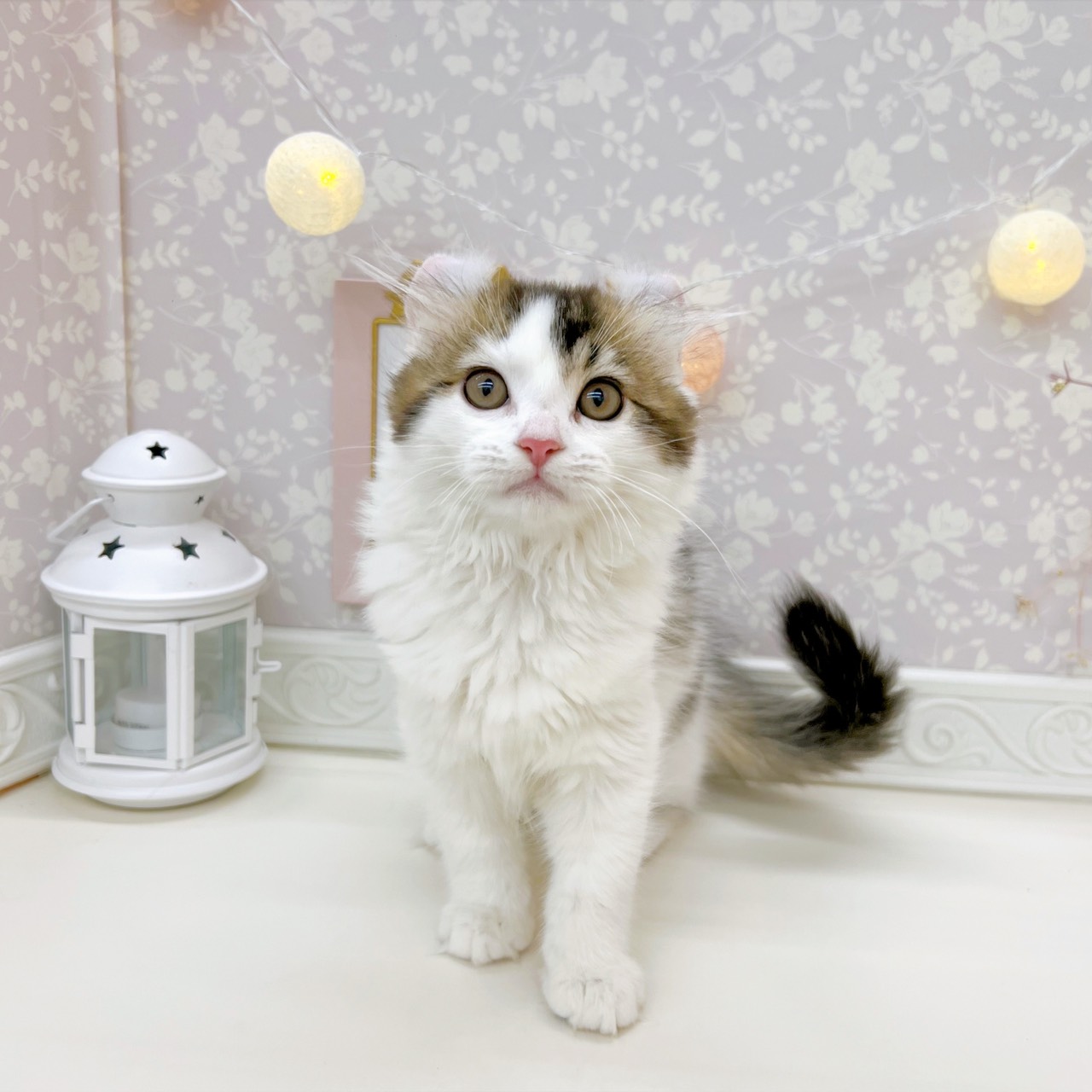 富山県のアメリカンカール (犬の家＆猫の里富山店/2025年9月3日生まれ/男の子/ブラウンタビーホワイト)の子猫の1枚目の画像