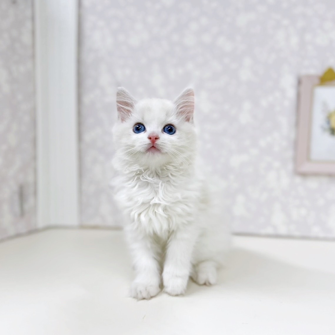 富山県のラグドール (犬の家＆猫の里アミーゴ高岡蓮花寺店/2025年9月5日生まれ/女の子/シールポイントバイカラー)の子猫の1枚目の画像