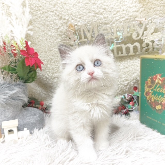 静岡県のラグドール (犬の家＆猫の里藤枝店/2025年9月4日生まれ/女の子/ブルーポイントバイカラー)の子猫の2枚目の画像