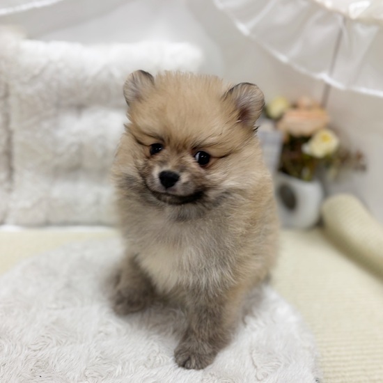 岐阜県のポメラニアン (犬の家＆猫の里カラフルタウン岐阜店/2025年9月5日生まれ/男の子/オレンジセーブル)の子犬の2枚目の画像