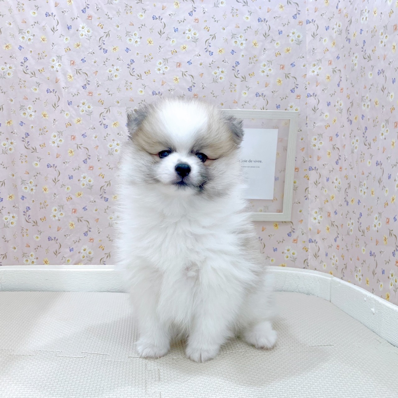 石川県のポメラニアン (犬の家＆猫の里金沢店/2025年9月5日生まれ/男の子/パーティーカラー)の子犬の2枚目の画像