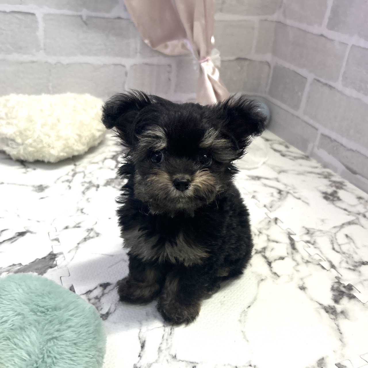 愛知県のチワプー/プーチー(チワワ×プードル) (犬の家＆猫の里岡崎店/2025年9月1日生まれ/女の子/ブラックタン)の子犬の1枚目の画像