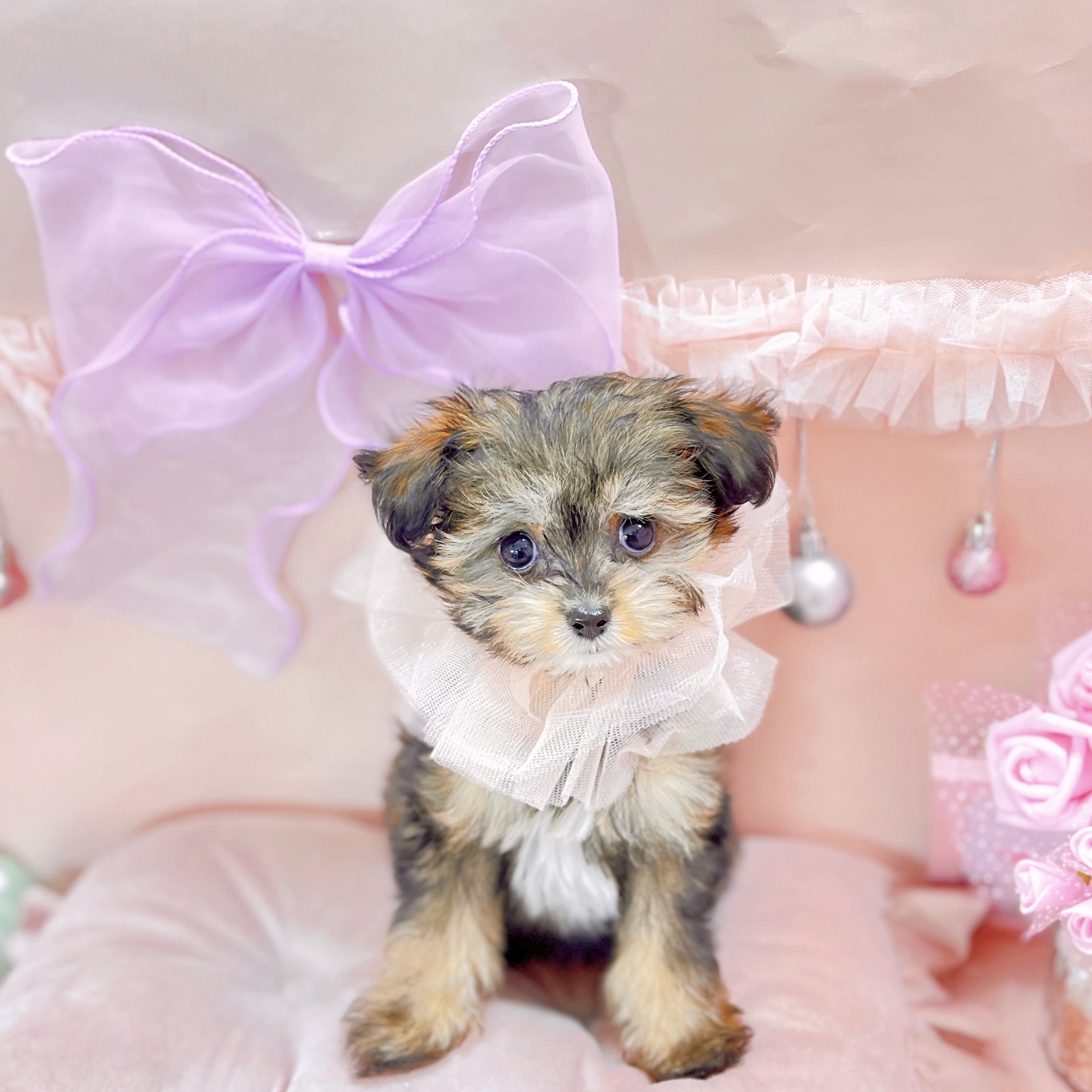 福井県のチワプー/プーチー(チワワ×プードル) (犬の家＆猫の里アミーゴ福井大和田店/2025年9月1日生まれ/女の子/フォーンホワイト)の子犬の2枚目の画像