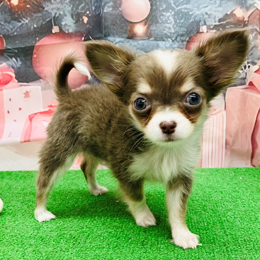 愛知県のチワワ(ロング) (犬の家＆猫の里名古屋天白店/2025年9月2日生まれ/女の子/イザベラタンホワイト)の子犬の2枚目の画像