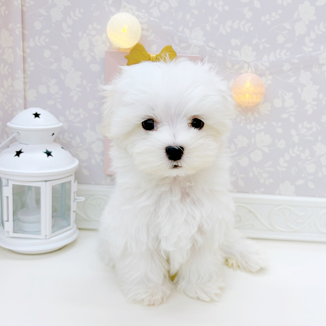 富山県のマルチーズ (犬の家＆猫の里富山店/2025年9月2日生まれ/男の子/ホワイト)の子犬の1枚目の画像