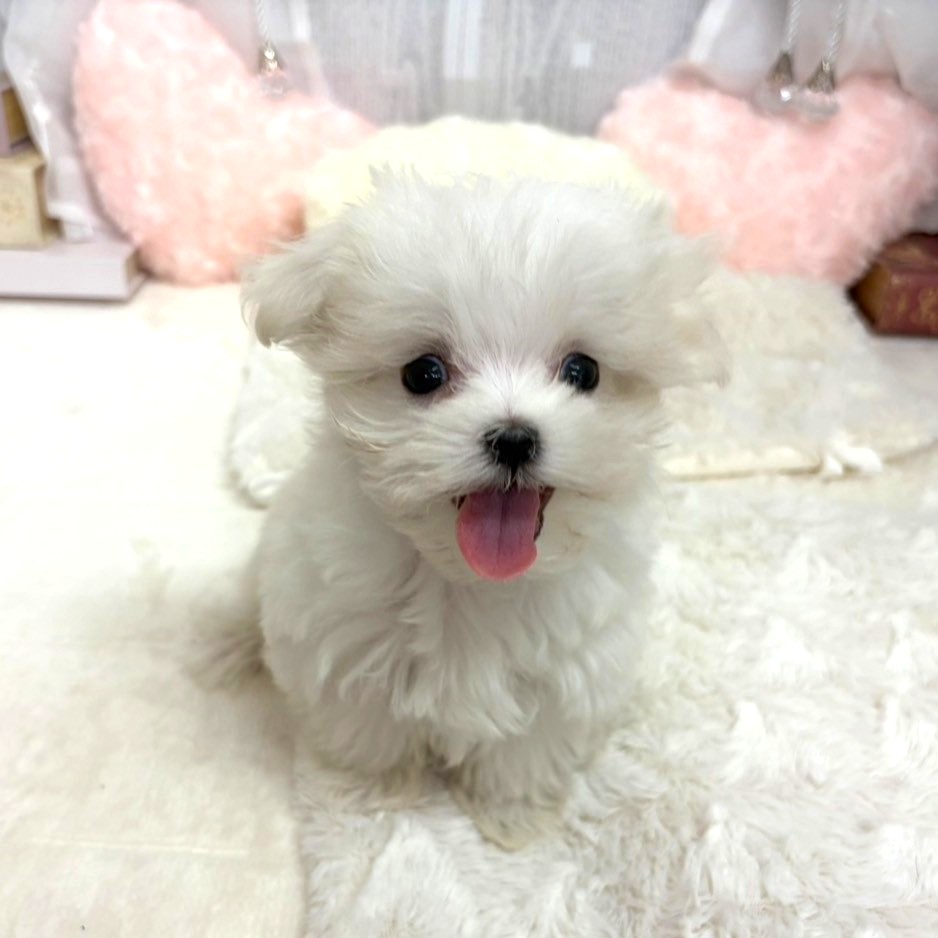 神奈川県のマルチーズ (犬の家＆猫の里相模原店/2025年9月2日生まれ/女の子/ホワイト)の子犬の1枚目の画像