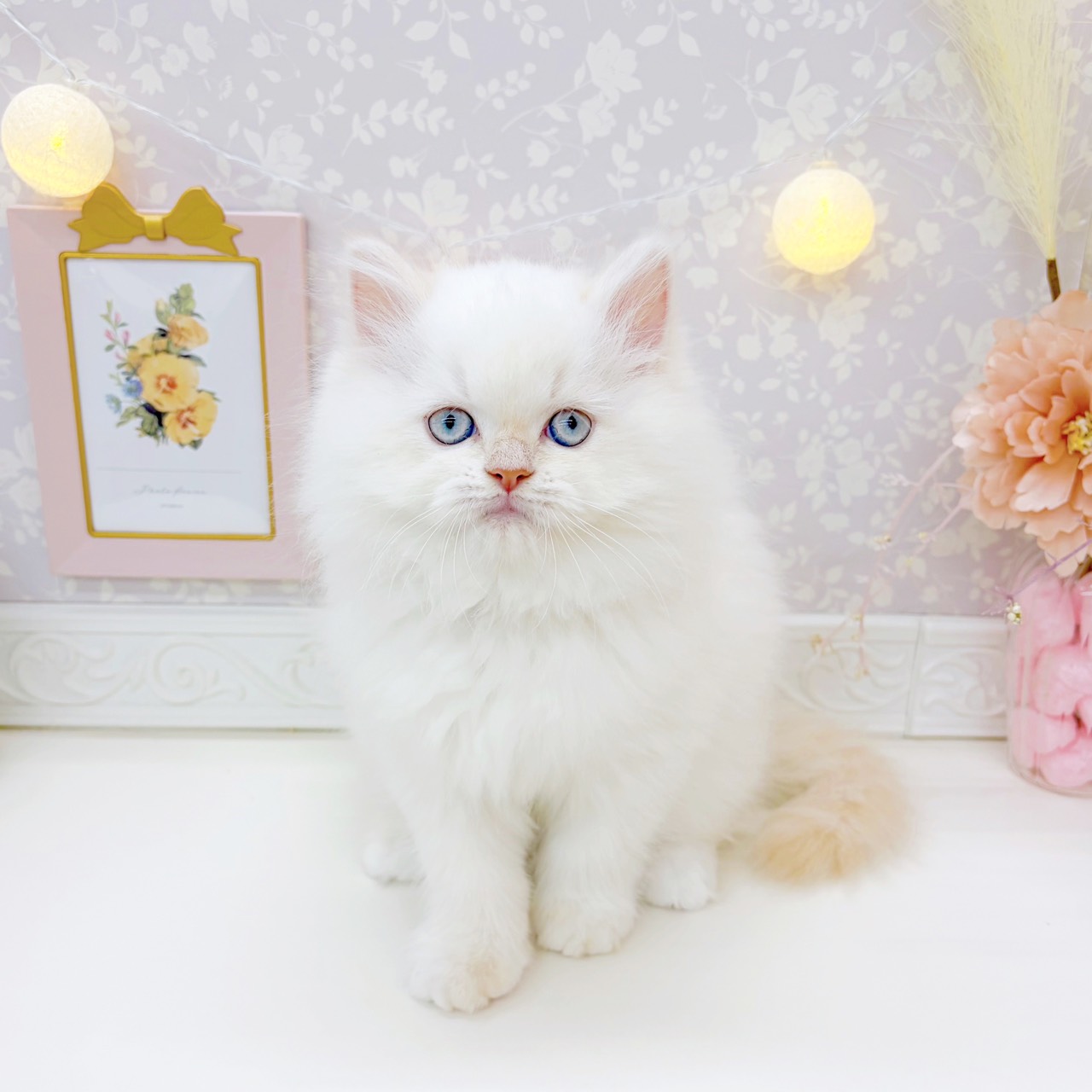 富山県のラガマフィン (犬の家＆猫の里富山店/2025年9月4日生まれ/男の子/クリームポイントホワイト)の子猫の1枚目の画像