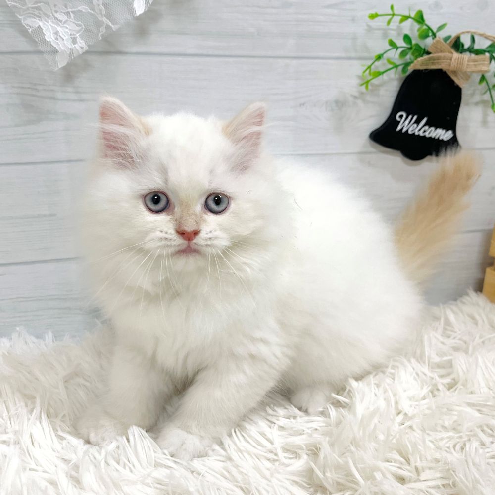 愛知県のラガマフィン (犬の家＆猫の里豊田店/2025年9月4日生まれ/女の子/クリームポイントホワイト)の子猫の2枚目の画像