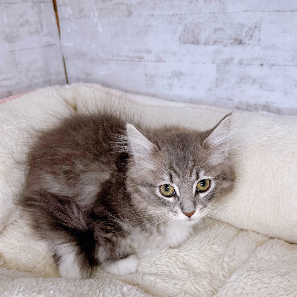 長野県のノルウェージャンフォレストキャット (犬の家＆猫の里塩尻店/2025年9月4日生まれ/女の子/ブルータビーホワイト)の子猫の2枚目の画像