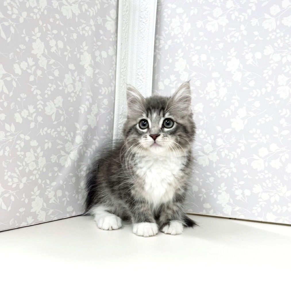 富山県のノルウェージャンフォレストキャット (犬の家＆猫の里アミーゴ高岡蓮花寺店/2025年9月4日生まれ/女の子/ブルータビーホワイト)の子猫の1枚目の画像