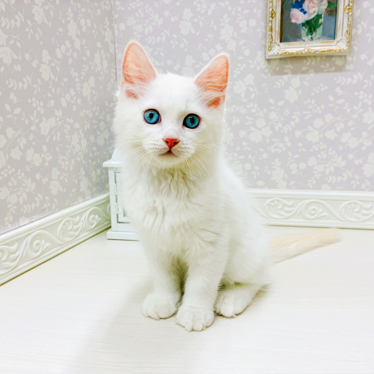 富山県のラガマフィン (犬の家＆猫の里アミーゴ山室店/2025年9月3日生まれ/男の子/レッドポイントホワイト)の子猫