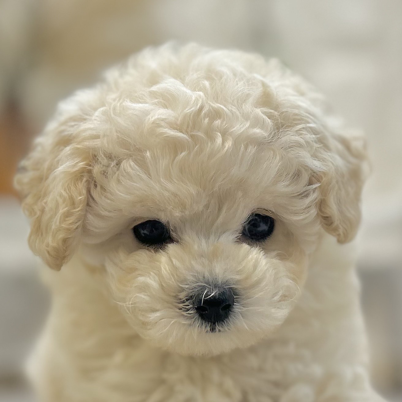 岡山県のトイプードル(ティーカップ) (犬の家＆猫の里倉敷店/2025年9月4日生まれ/女の子/クリーム)の子犬の1枚目の画像