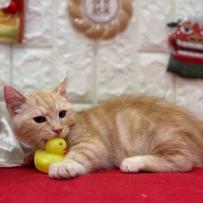 岡山県のマンチカン (犬の家＆猫の里倉敷店/2025年9月4日生まれ/男の子/レッドタビー)の子猫の2枚目の画像