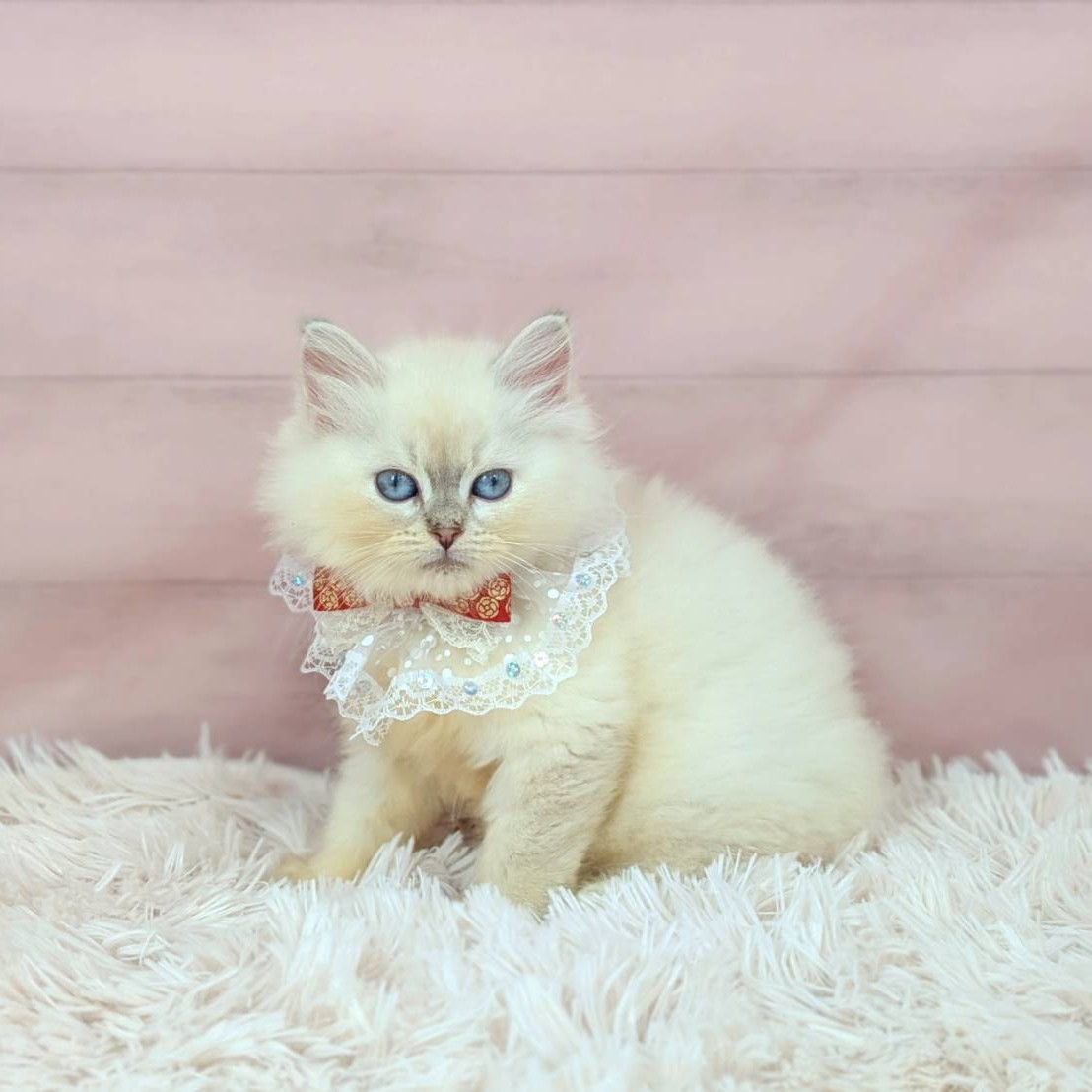 兵庫県のネヴァマスカレード (犬の家＆猫の里川西店/2025年9月5日生まれ/女の子/ブルーリンクスポイントホワイト)の子猫の2枚目の画像