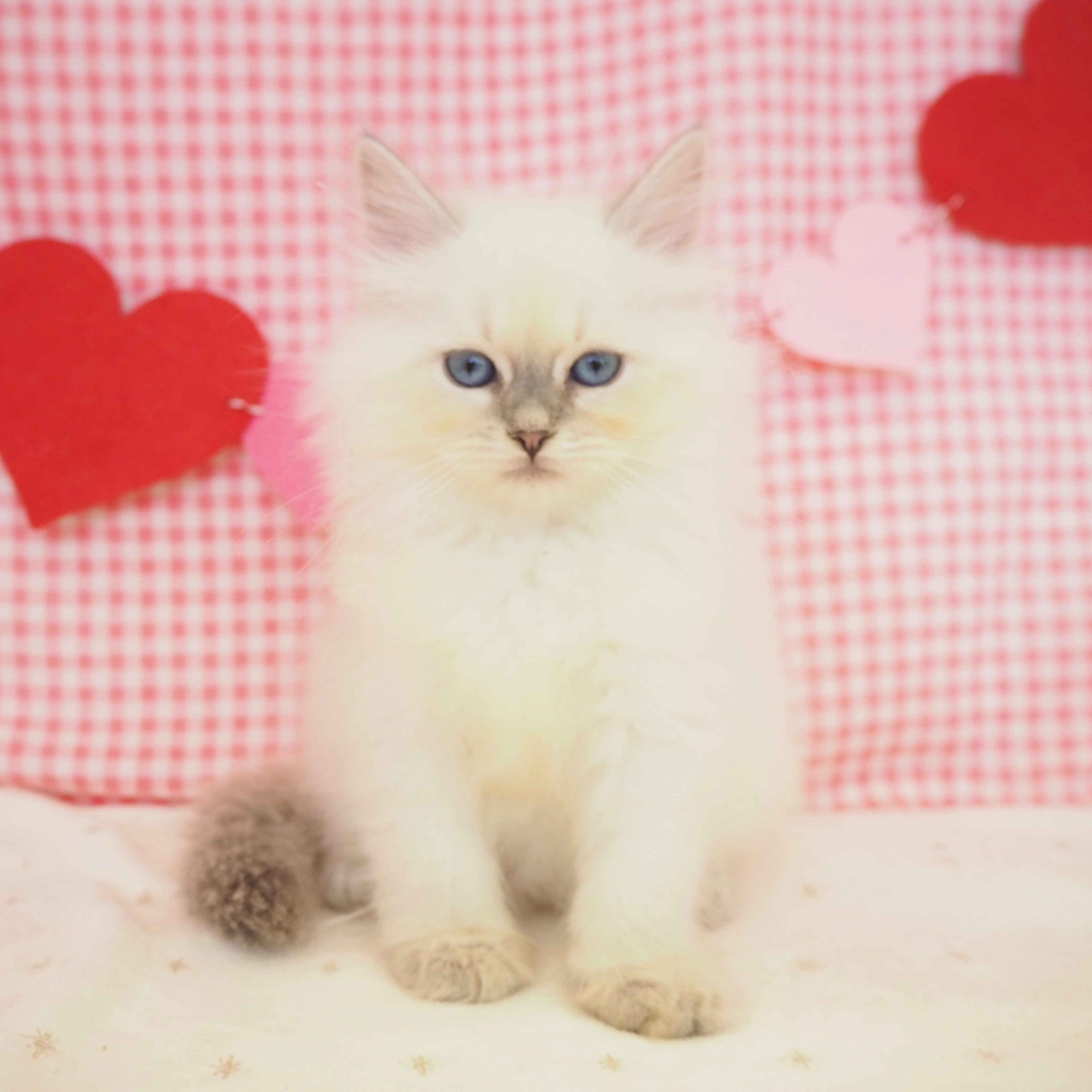 大阪府のネヴァマスカレード (犬の家＆猫の里もりのみやキューズモールBASE店/2025年9月5日生まれ/女の子/ブルーリンクスポイントホワイト)の子猫の1枚目の画像