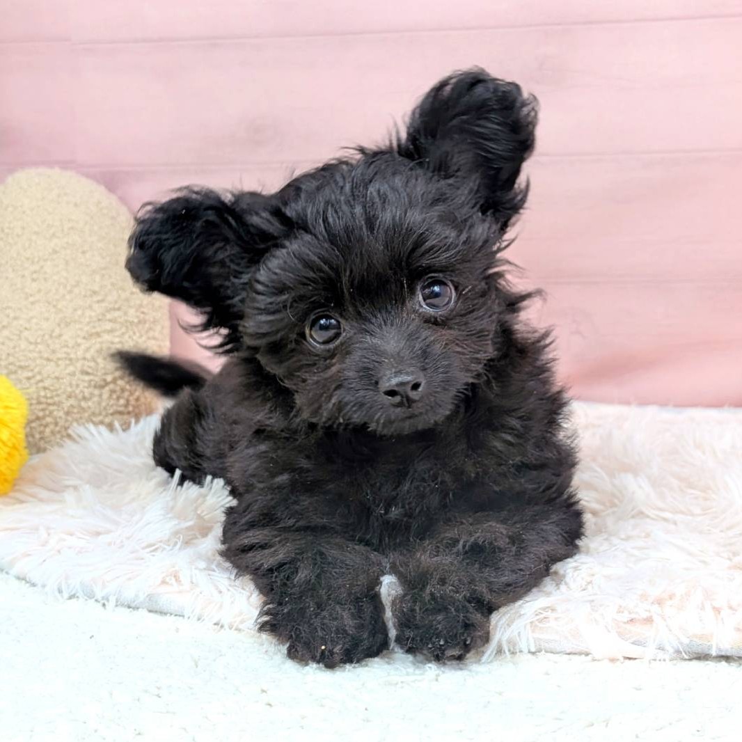 兵庫県のチワプー/プーチー(チワワ×プードル) (犬の家＆猫の里川西店/2025年9月2日生まれ/女の子/ブラック)の子犬の2枚目の画像