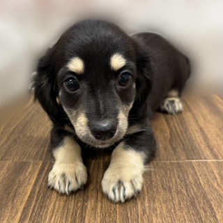 兵庫県のチワックス(チワワ×ダックス) (犬の家＆猫の里カナート西神戸店/2025年9月3日生まれ/男の子/ブラッククリーム)の子犬の2枚目の画像