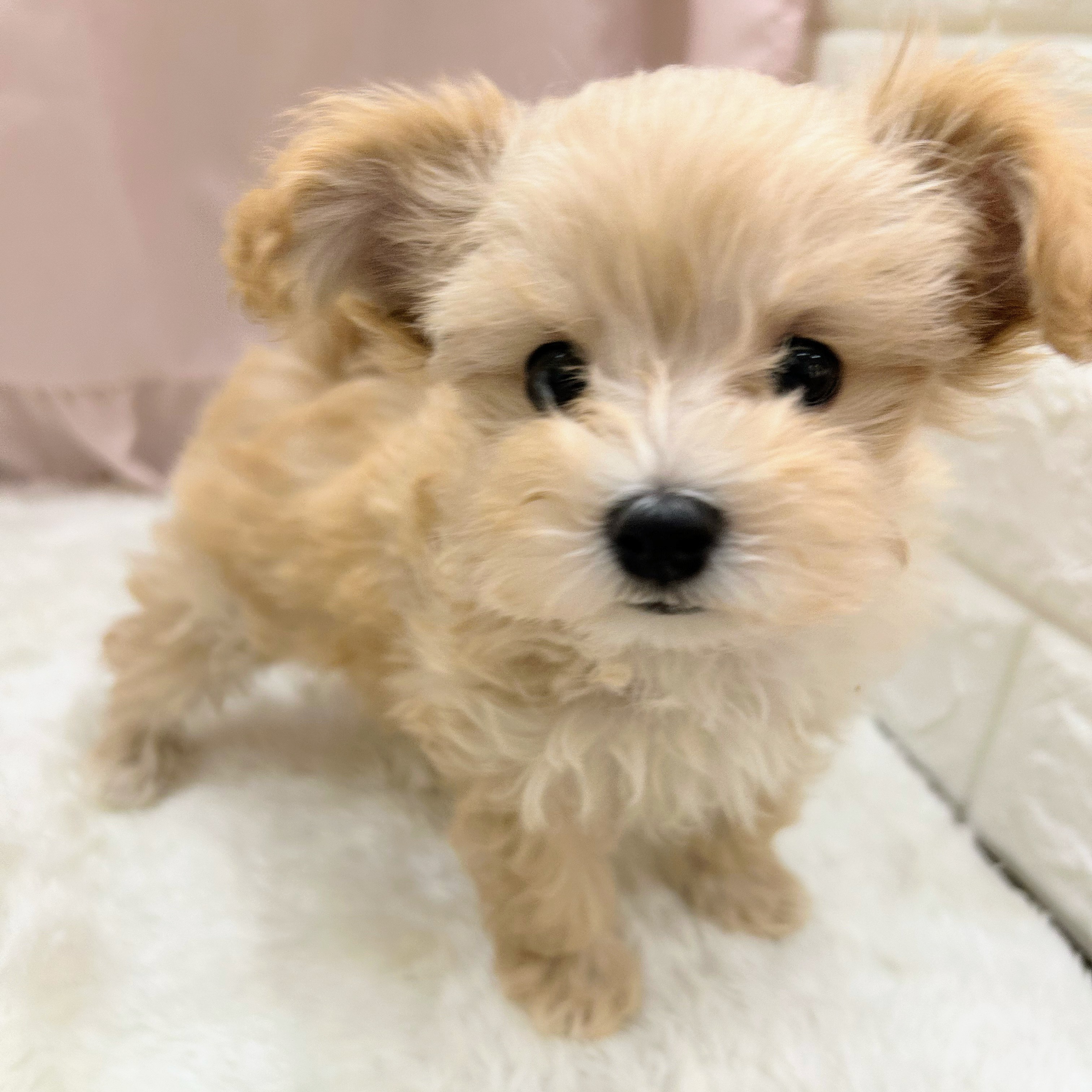 愛知県のマルプー(マルチーズ×プードル) (犬の家＆猫の里アミーゴ神の倉店/2025年9月7日生まれ/女の子/アプリコットホワイト)の子犬の2枚目の画像