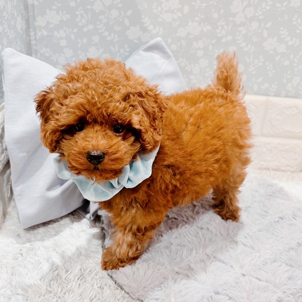 福井県のトイプードル(トイ) (犬の家＆猫の里福井店/2025年9月5日生まれ/男の子/レッドフォーン)の子犬の2枚目の画像