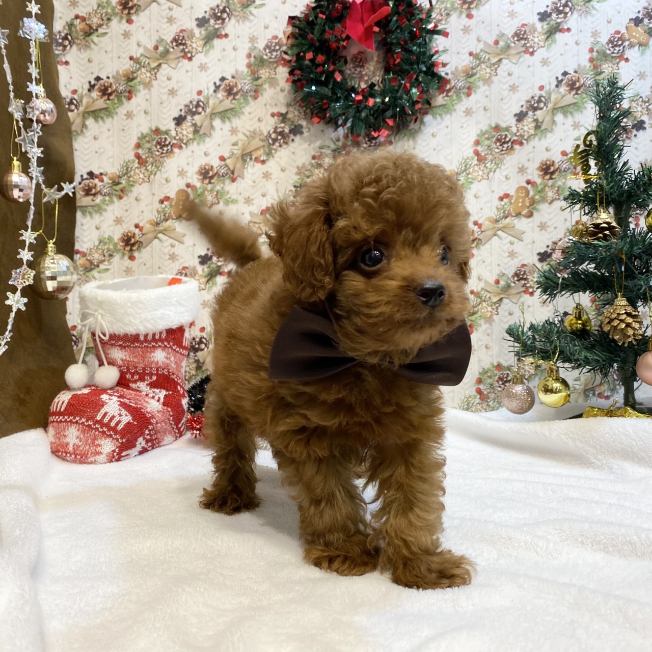 長野県のトイプードル(トイ) (犬の家＆猫の里カインズ梓川店/2025年9月5日生まれ/男の子/レッドフォーン)の子犬の2枚目の画像
