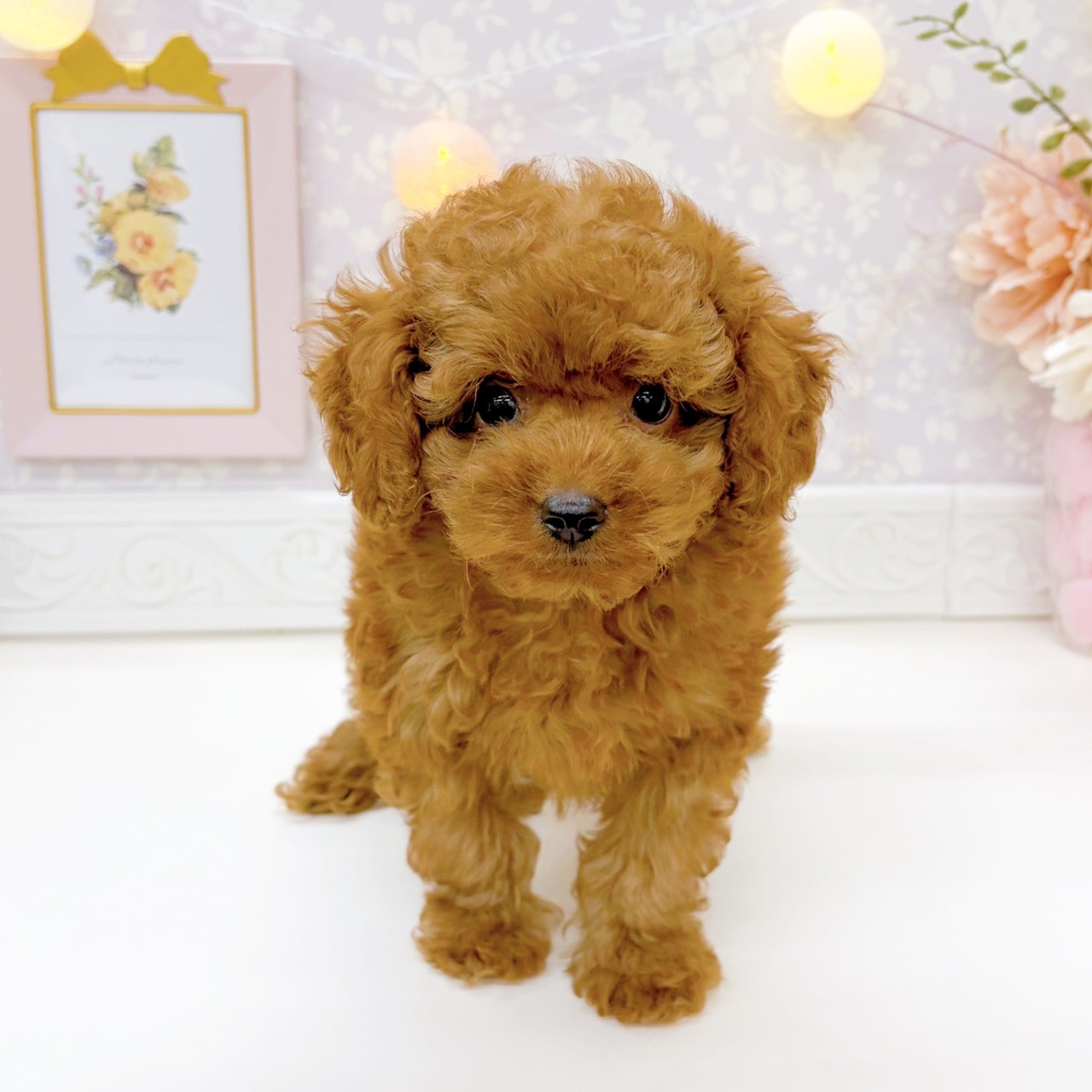 富山県のトイプードル(トイ) (犬の家＆猫の里富山店/2025年9月5日生まれ/男の子/レッドフォーン)の子犬の2枚目の画像