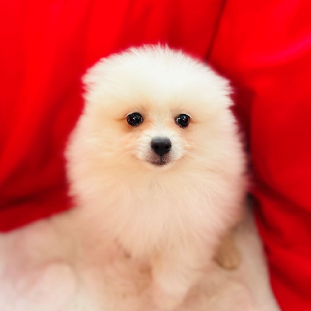 愛知県のポメラニアン (犬の家＆猫の里愛知刈谷店/2025年9月5日生まれ/女の子/クリーム)の子犬の2枚目の画像
