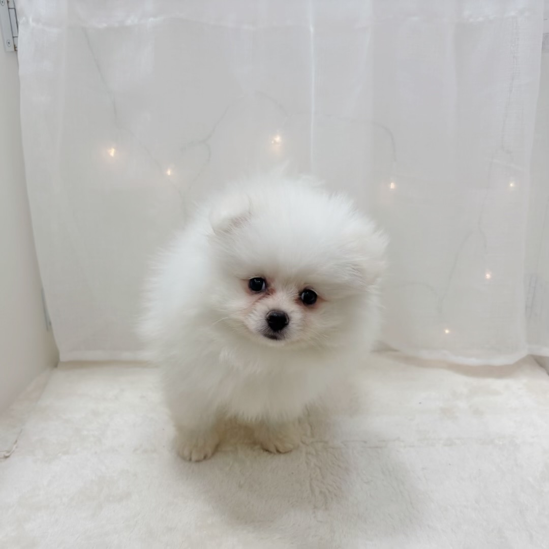 千葉県のポメラニアン (犬の家＆猫の里BIGHOPガーデンモール印西店/2025年9月5日生まれ/男の子/ホワイト)の子犬の2枚目の画像