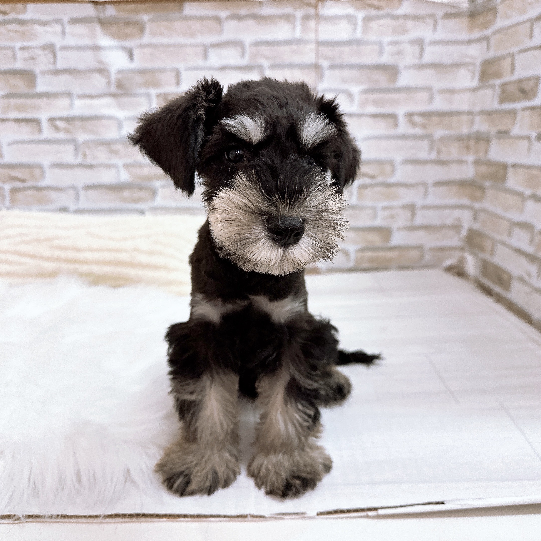 神奈川県のミニチュアシュナウザー (犬の家＆猫の里モザイクモール港北店/2025年9月7日生まれ/男の子/ブラックシルバー)の子犬の2枚目の画像