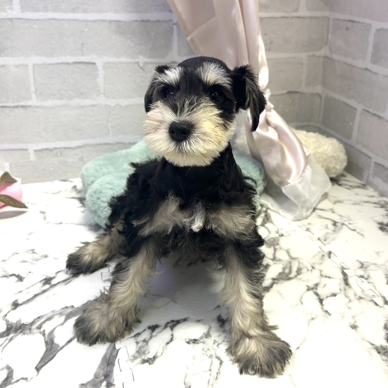 愛知県のミニチュアシュナウザー (犬の家＆猫の里岡崎店/2025年9月7日生まれ/女の子/ブラックシルバー)の子犬の2枚目の画像