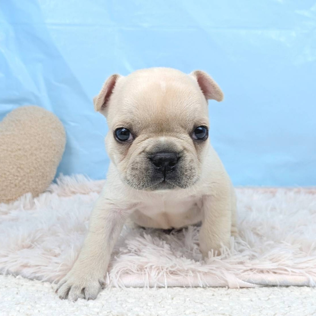 兵庫県のフレンチブルドッグ (犬の家＆猫の里川西店/2025年9月3日生まれ/男の子/クリーム)の子犬の2枚目の画像