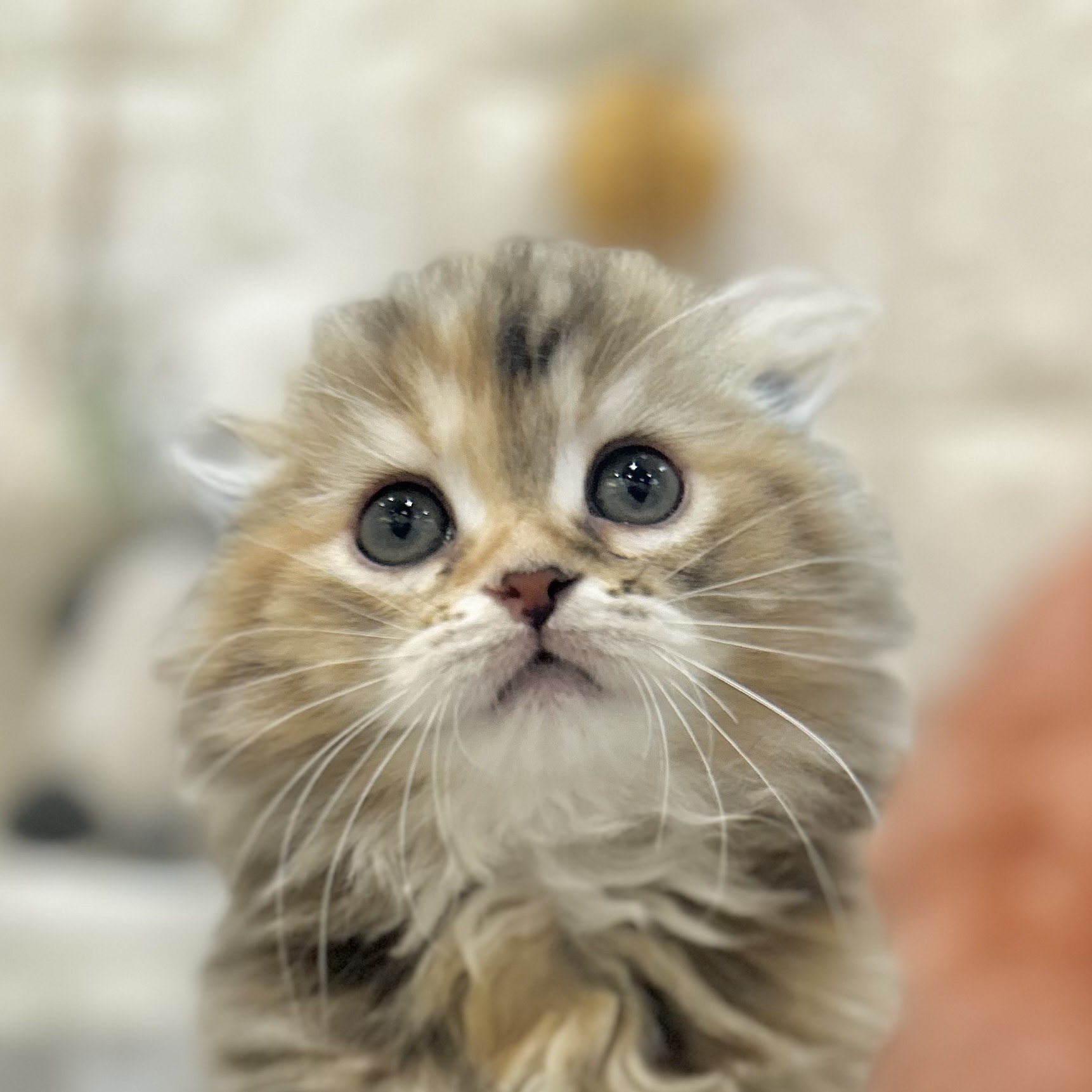 岡山県のスコティッシュフォールド (犬の家＆猫の里倉敷店/2025年9月5日生まれ/女の子/ブラウンパッチドタビー)の子猫の1枚目の画像