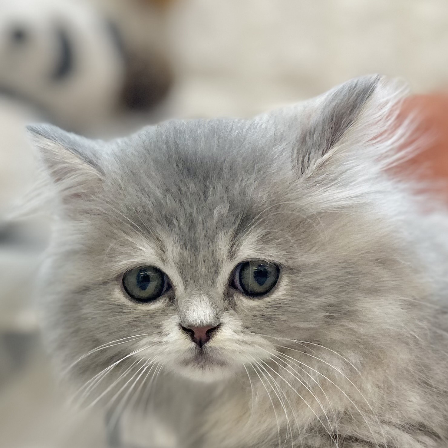 岡山県のスコティッシュストレート (犬の家＆猫の里倉敷店/2025年9月5日生まれ/女の子/ブルーパッチドタビー)の子猫の1枚目の画像