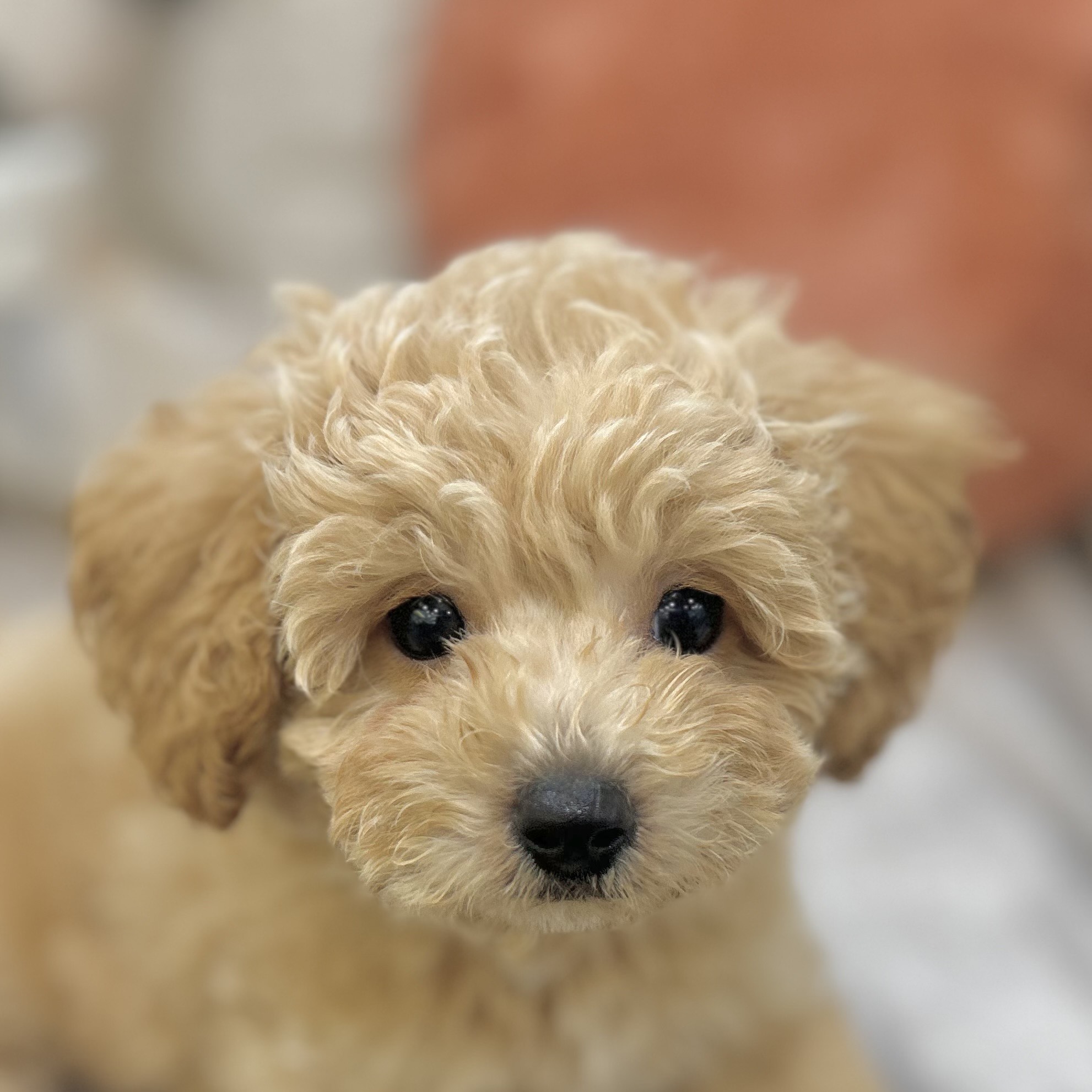 岡山県のビションプー(ビションフリーゼ×プードル) (犬の家＆猫の里倉敷店/2025年9月4日生まれ/男の子/クリーム)の子犬の1枚目の画像