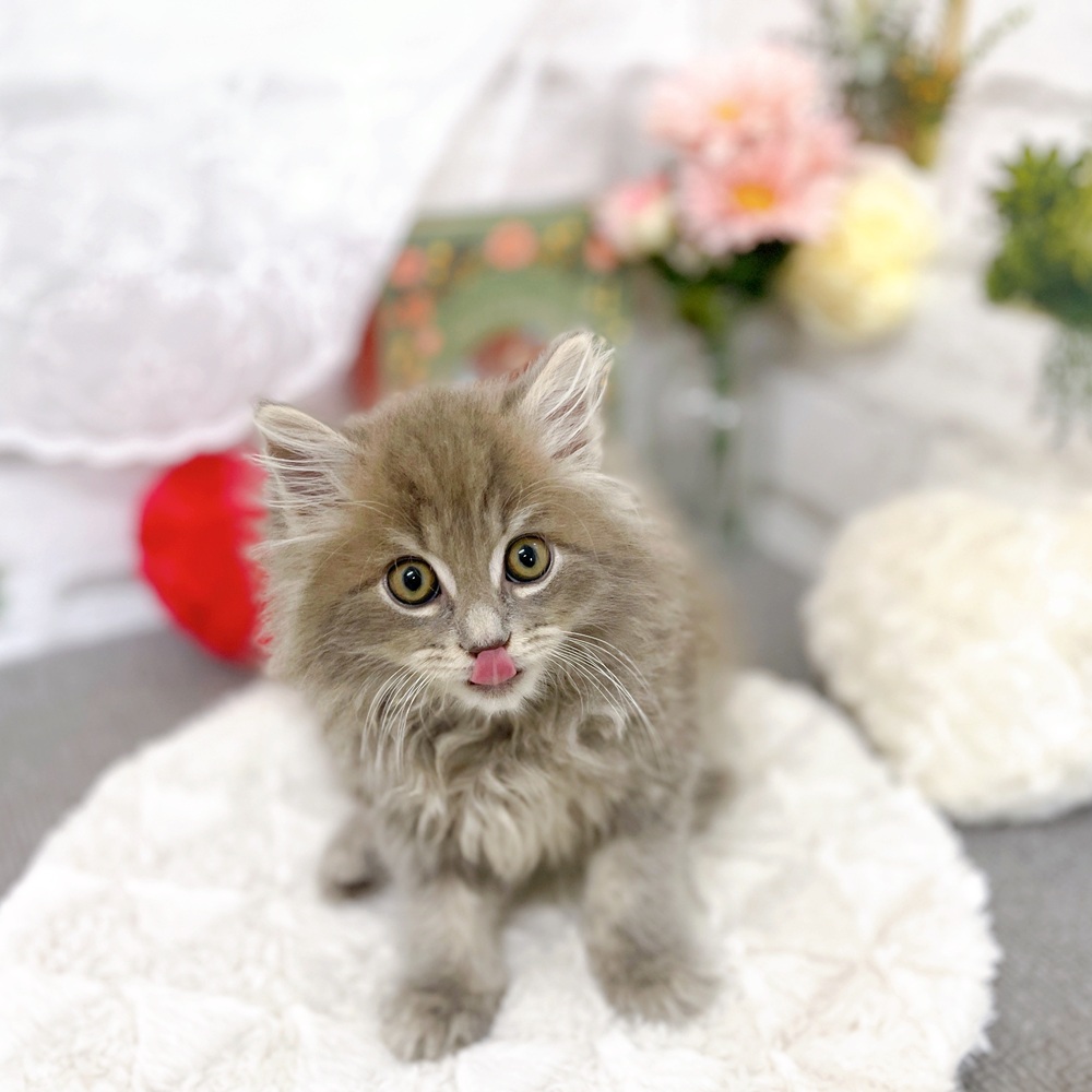 京都府のサイベリアン (犬の家＆猫の里京都樟葉店/2025年9月4日生まれ/男の子/ブルータビー)の子猫の2枚目の画像