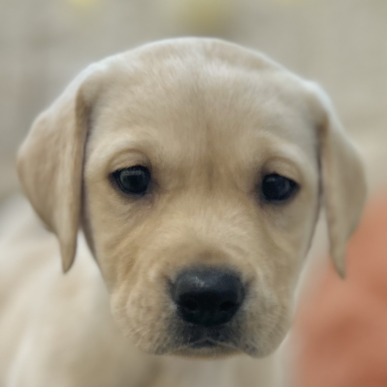 岡山県のラブラドールレトリーバー (犬の家＆猫の里倉敷店/2025年9月7日生まれ/女の子/イエロー)の子犬の1枚目の画像