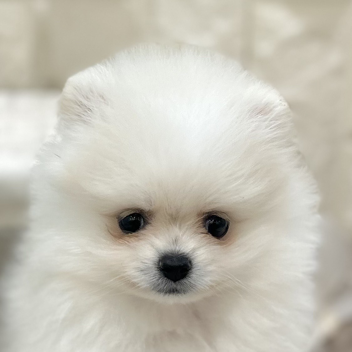 岡山県のポメラニアン (犬の家＆猫の里倉敷店/2025年9月6日生まれ/女の子/クリーム)の子犬の1枚目の画像