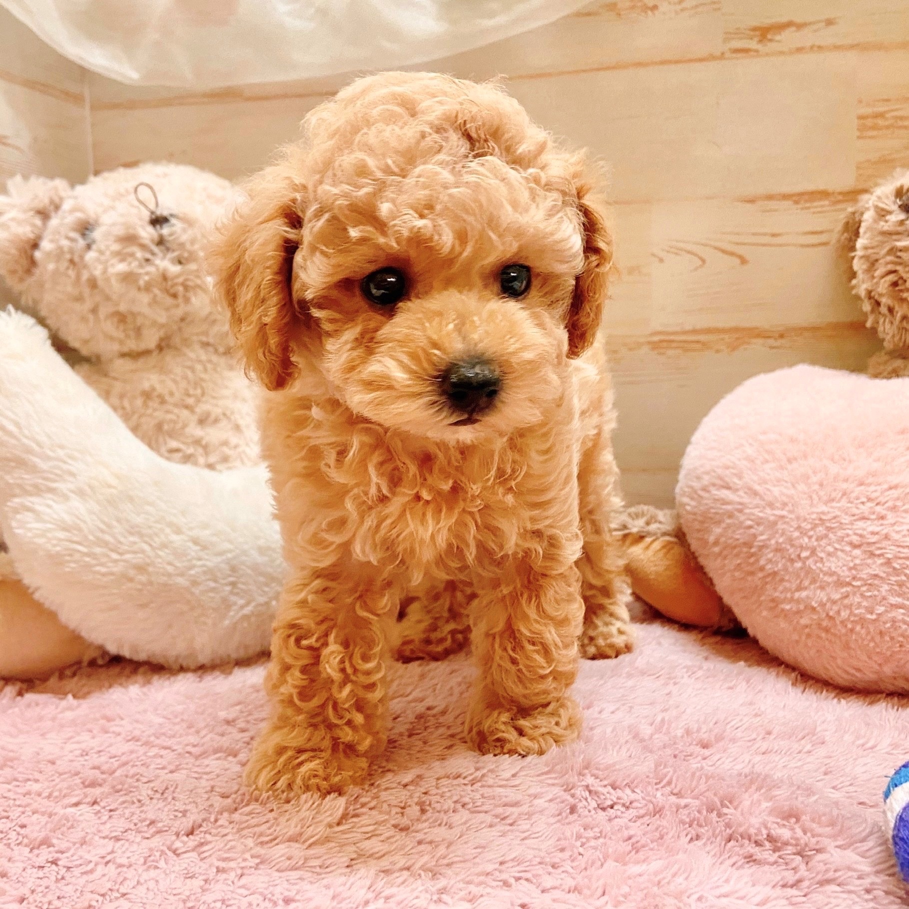兵庫県のトイプードル(トイ) (犬の家＆猫の里神戸店/2025年9月6日生まれ/男の子/アプリコット)の子犬の2枚目の画像