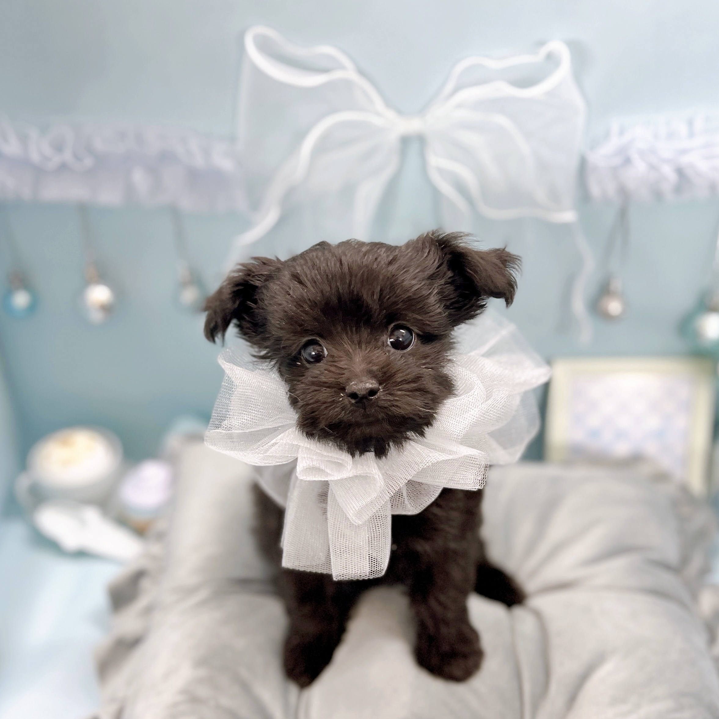 福井県のチワプー/プーチー(チワワ×プードル) (犬の家＆猫の里アミーゴ福井大和田店/2025年9月5日生まれ/男の子/ブラック)の子犬の2枚目の画像