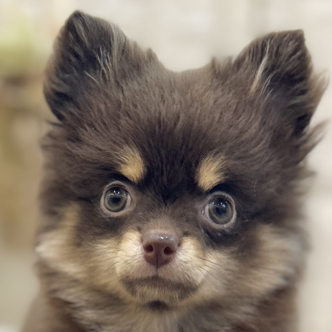 ハーフ犬女の子の写真