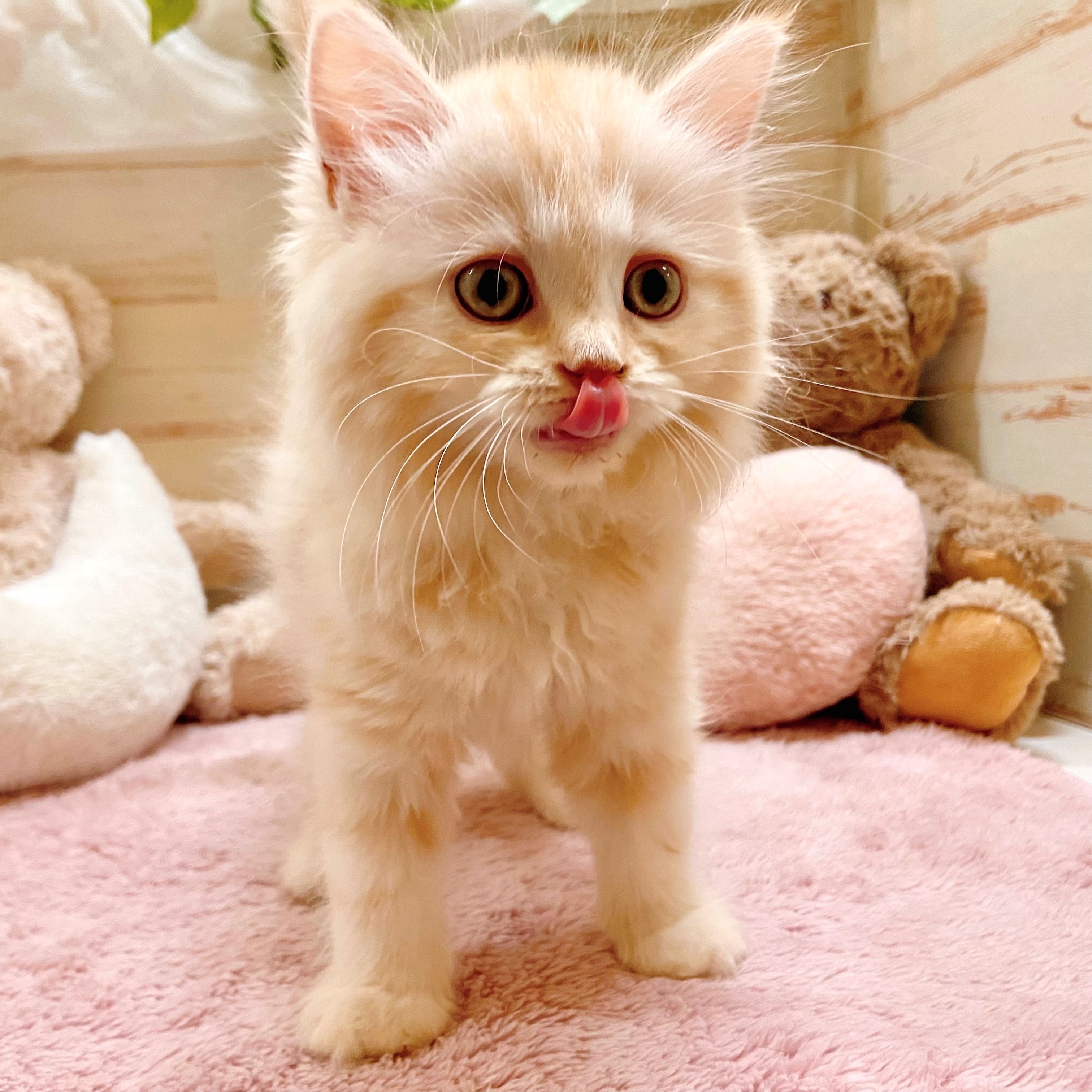 兵庫県のラガマフィン (犬の家＆猫の里神戸店/2025年9月5日生まれ/女の子/レッドタビー)の子猫の2枚目の画像