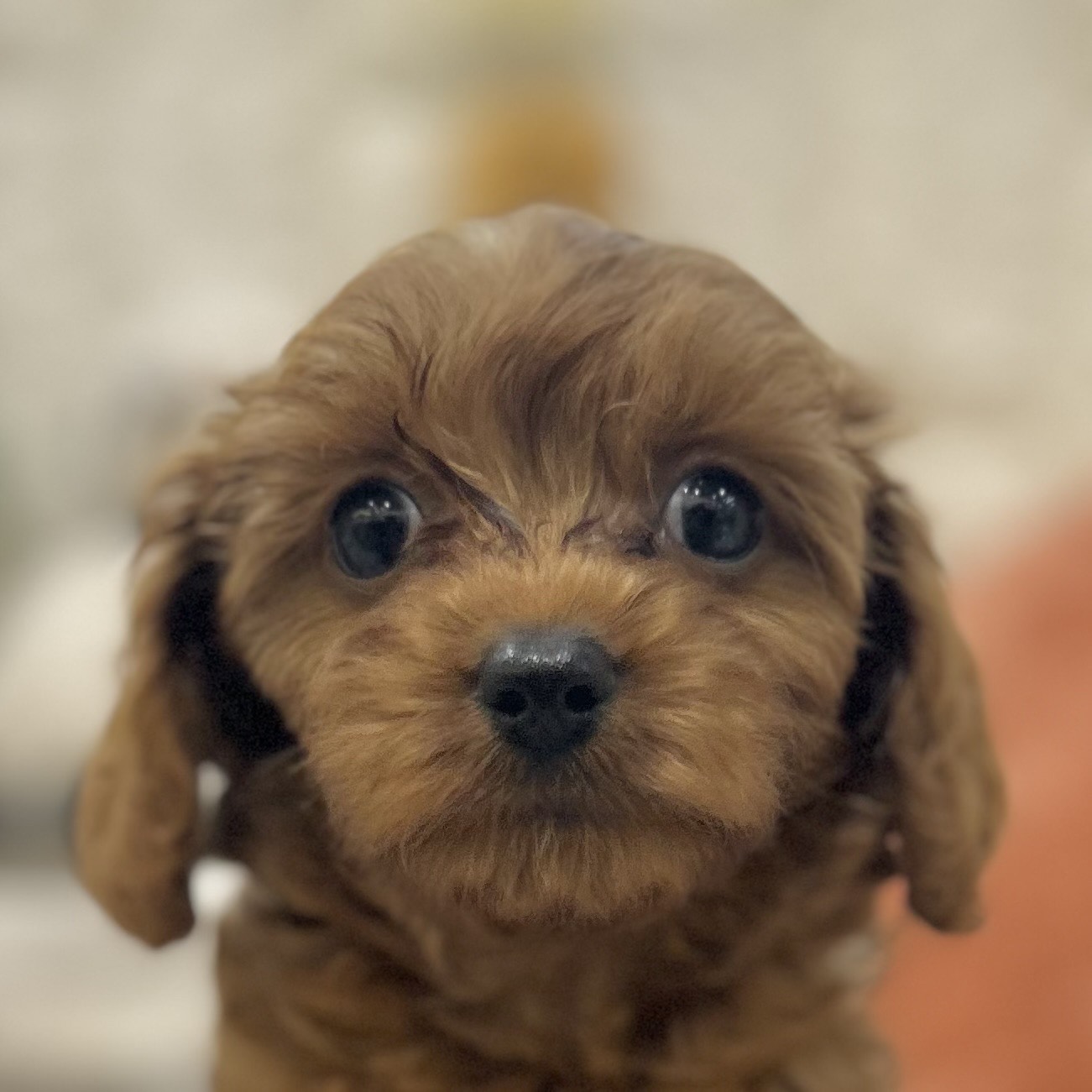 岡山県のキャバプー(キャバリア×プードル) (犬の家＆猫の里倉敷店/2025年9月6日生まれ/女の子/レッド)の子犬