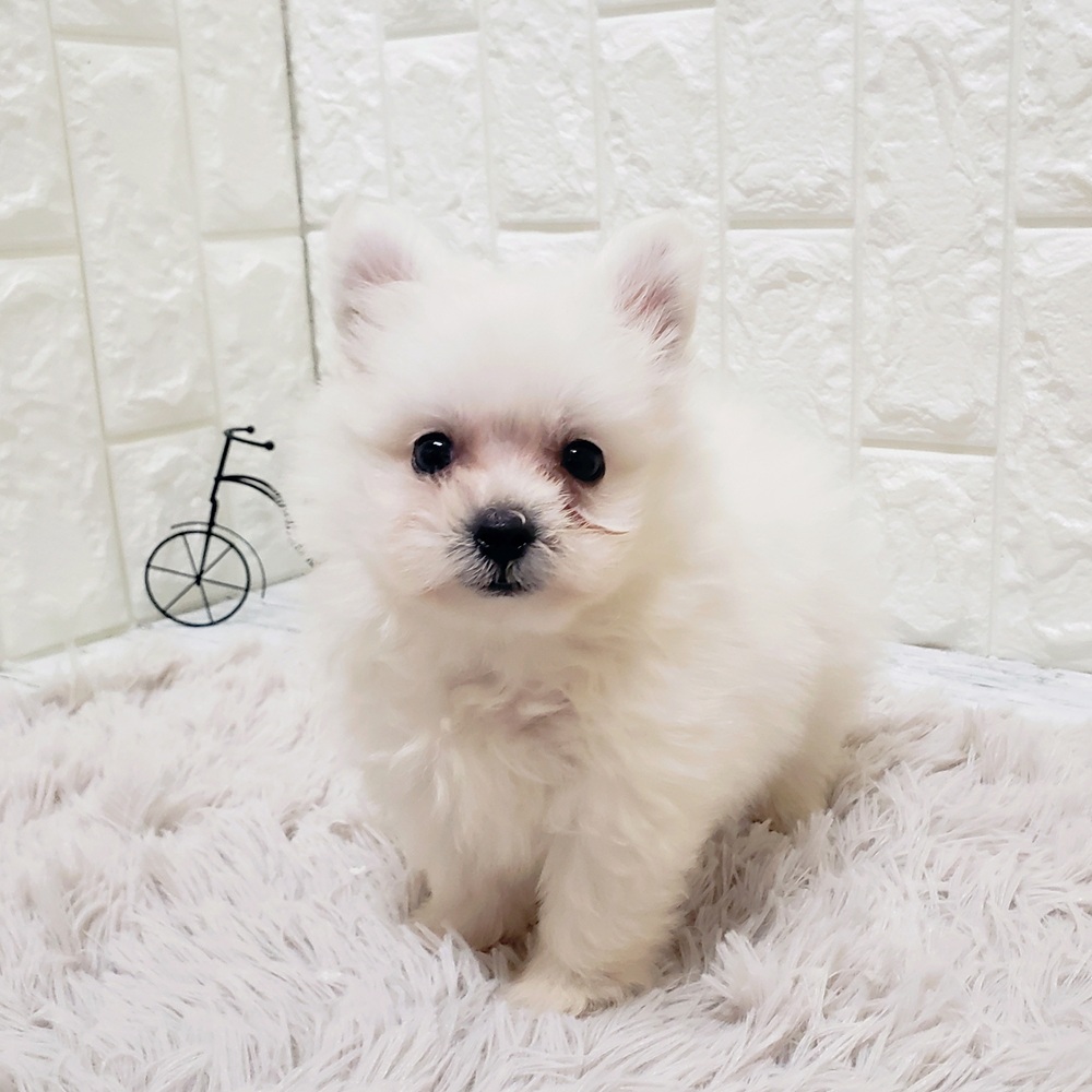 岡山県のポメビション(ポメラニアン×ビションフリーゼ) (犬の家＆猫の里岡山店/2025年9月6日生まれ/女の子/ホワイト)の子犬の2枚目の画像