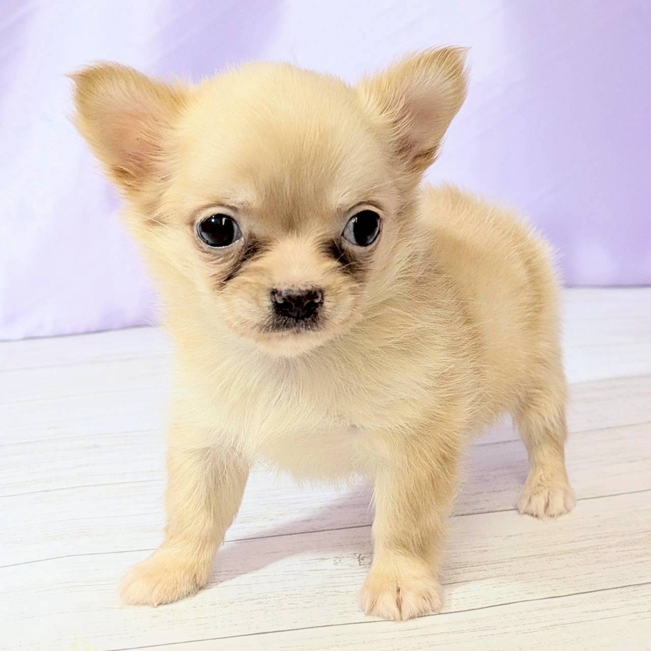 兵庫県のチワワ(ロング) (犬の家＆猫の里尼崎店/2025年9月7日生まれ/男の子/クリーム)の子犬の2枚目の画像