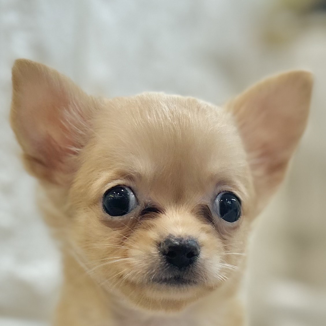 チワワ（ロング）女の子の写真