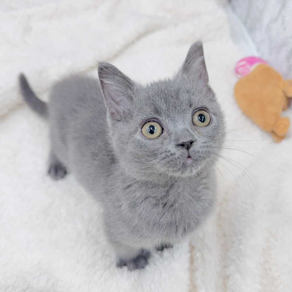 愛知県のブリティッシュショートヘアー (犬の家＆猫の里エアポートウォーク店/2025年9月6日生まれ/男の子/ブルー)の子猫の2枚目の画像