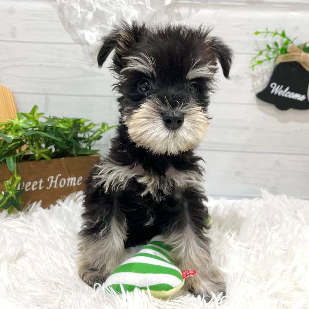 愛知県のミニチュアシュナウザー (犬の家＆猫の里豊田店/2025年9月7日生まれ/男の子/ブラックシルバー)の子犬の2枚目の画像